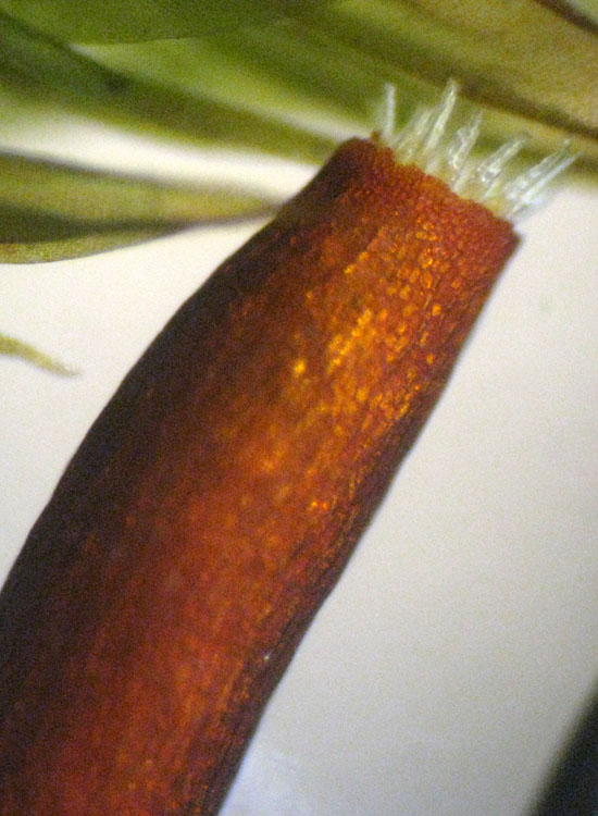 Muschio su salice - Leucodon sciuroides